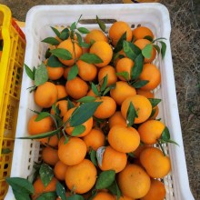 无核沃柑大量供应，欢迎对接，市场电商等