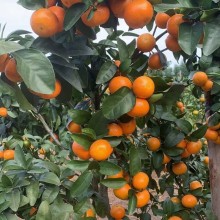 砂糖橘急出售中大果细皮光亮颜色漂亮