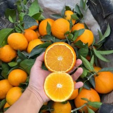 爱媛大量上市，口感给质量完全不用担心