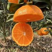 明日见大量上市，果园直发，纯甜，果子大