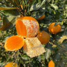 明日见柑橘大量批发整车与一件代发柑桔