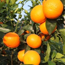 当季新鲜水果沃柑柑橘桔子纯甜不干水